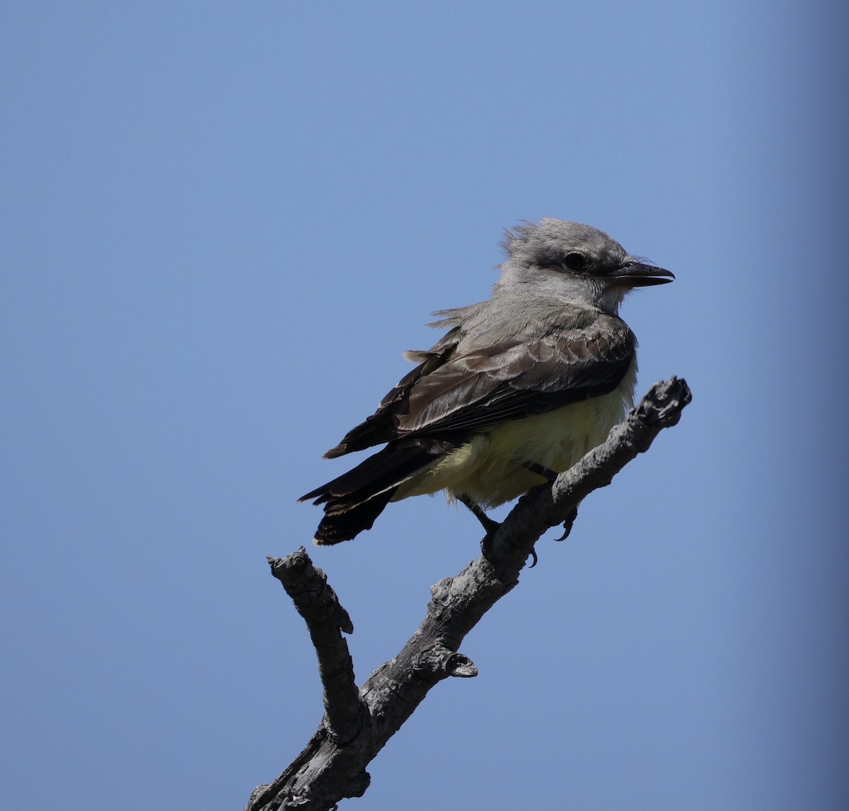 Western Kingbird - ML641040968