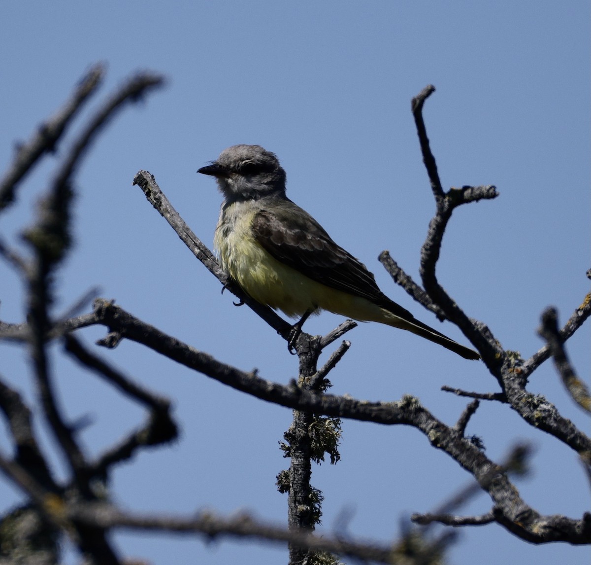 Western Kingbird - ML641040970