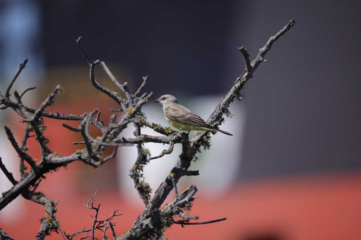 Western Kingbird - ML641040972