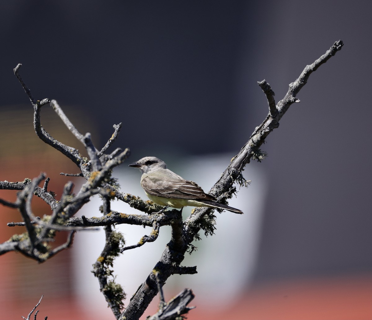 Western Kingbird - ML641040973