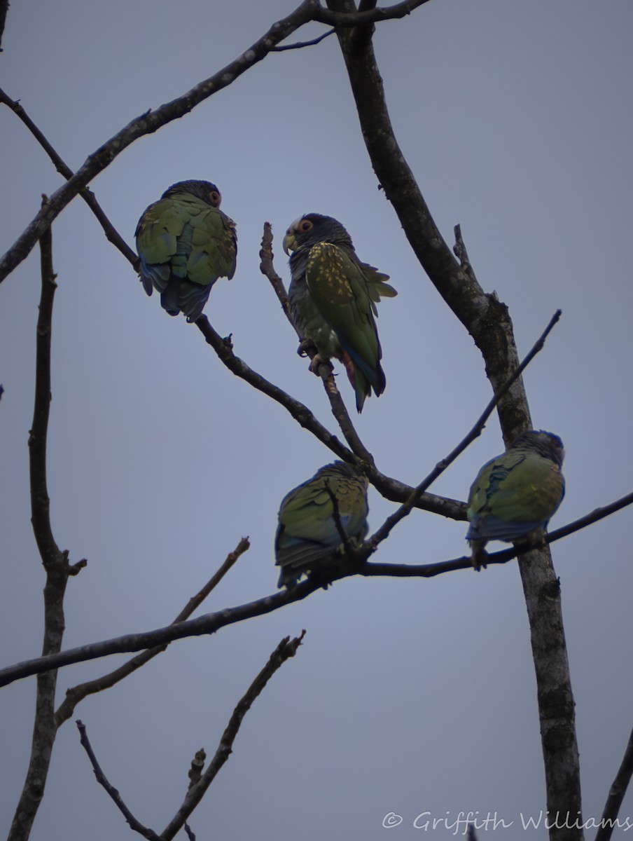 Loro Senil - ML641040977