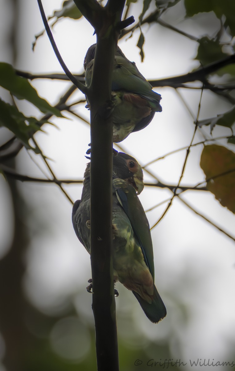Loro Senil - ML641040978