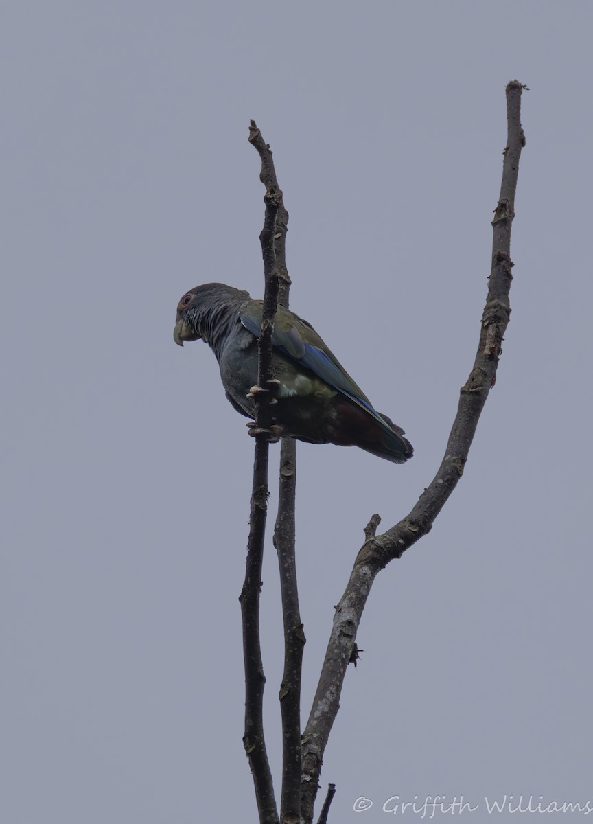 Loro Senil - ML641040986