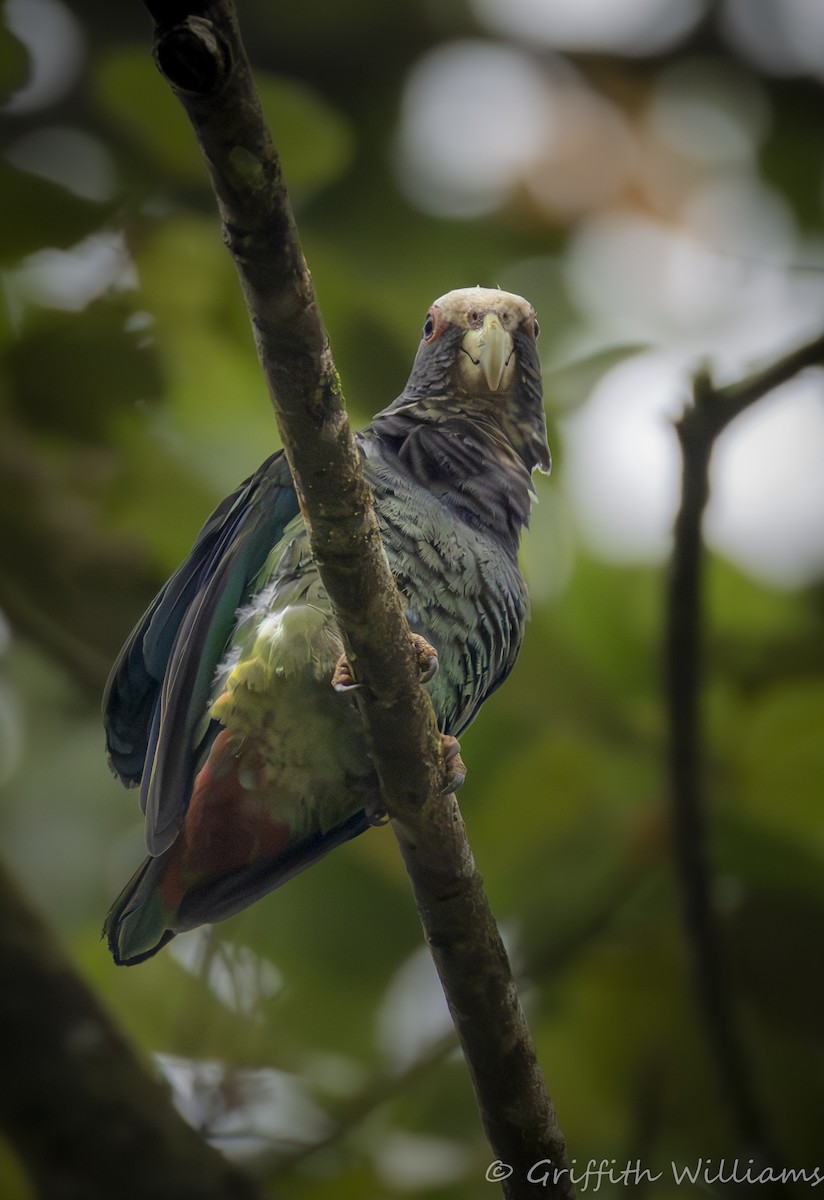 Loro Senil - ML641040989