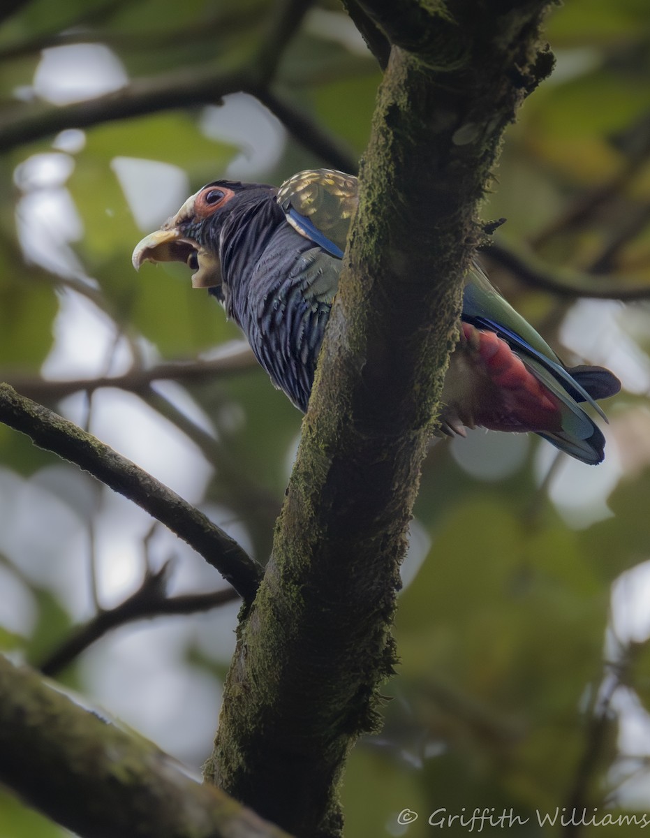 Loro Senil - ML641040992