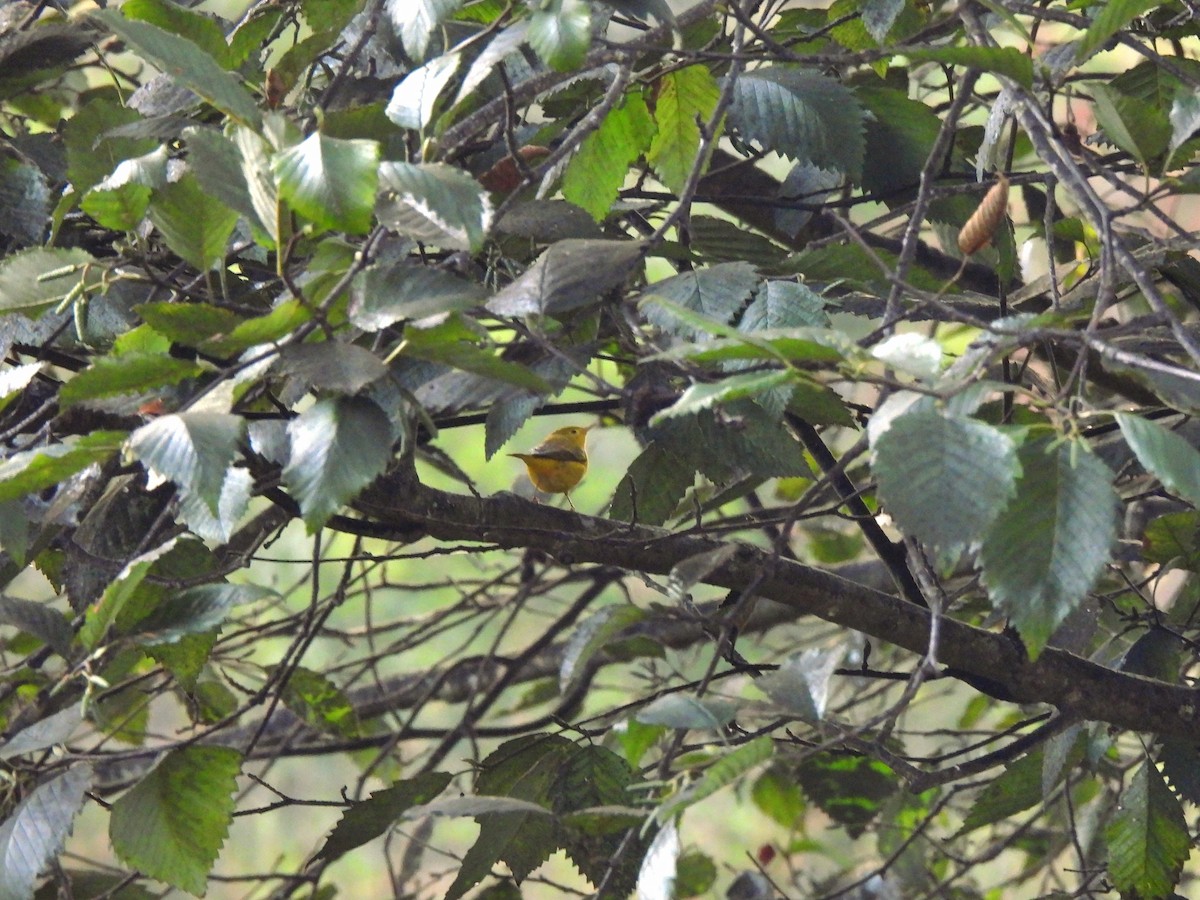 Yellow Warbler - ML641040998