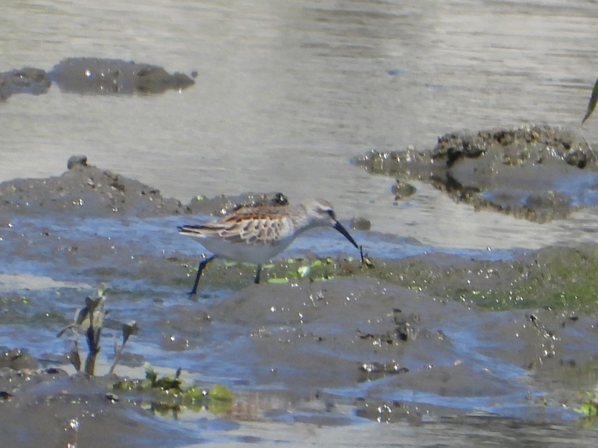 Western Sandpiper - ML641041001