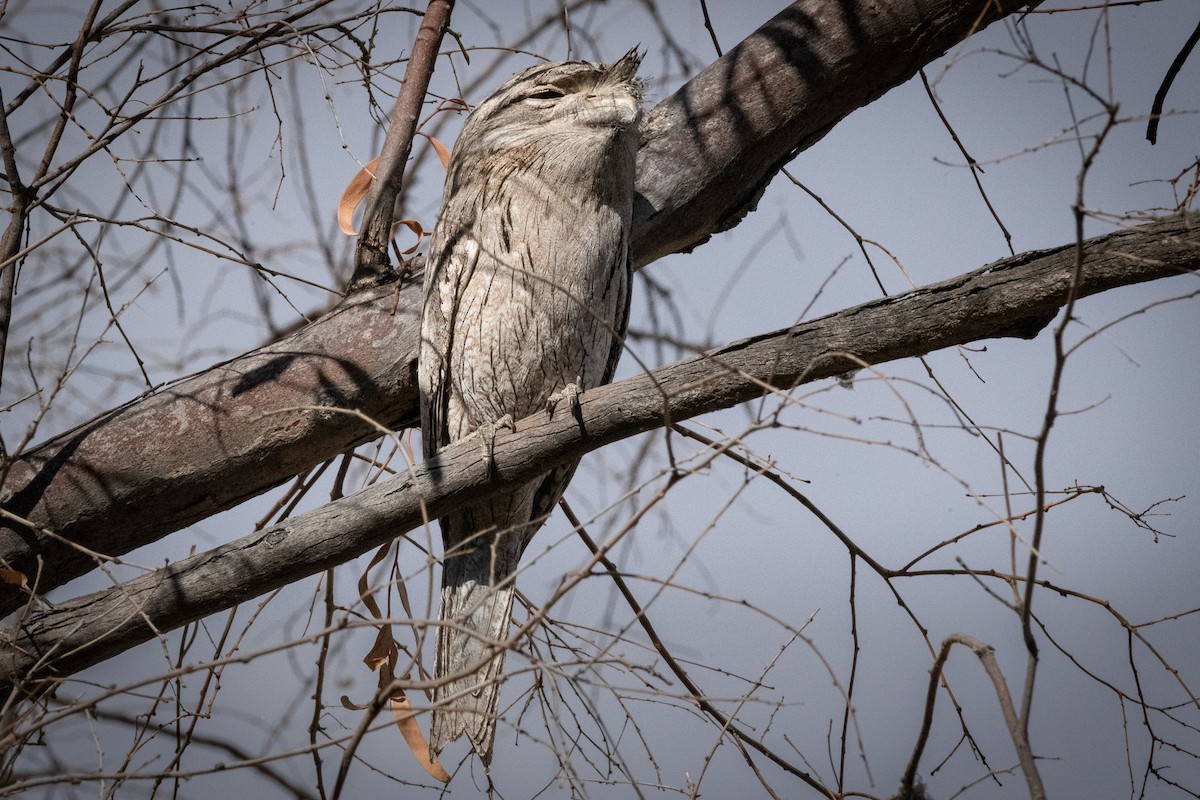 Tawny Frogmouth - ML641041040