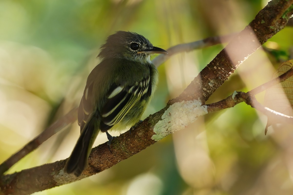 Yellow-margined Flatbill - ML641041065