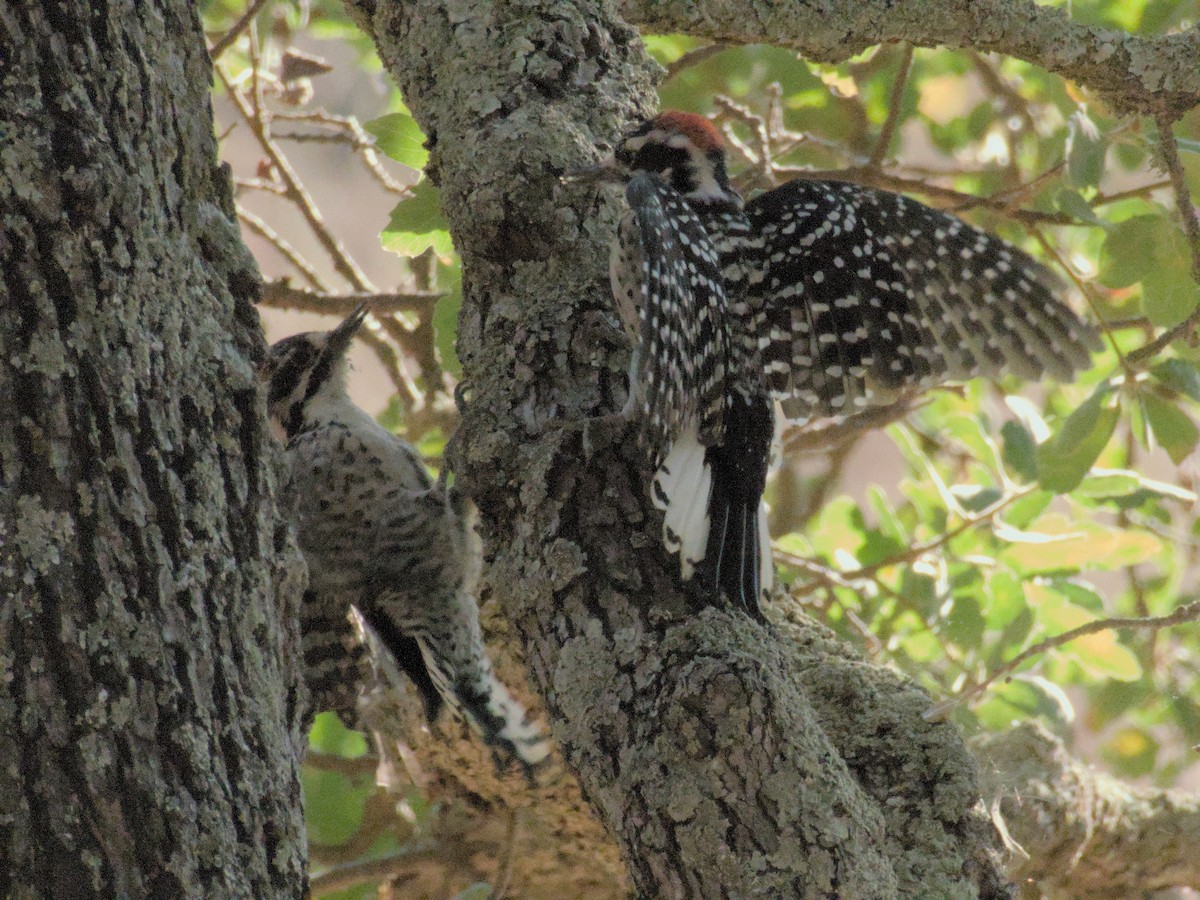 Nuttall's Woodpecker - ML641041079