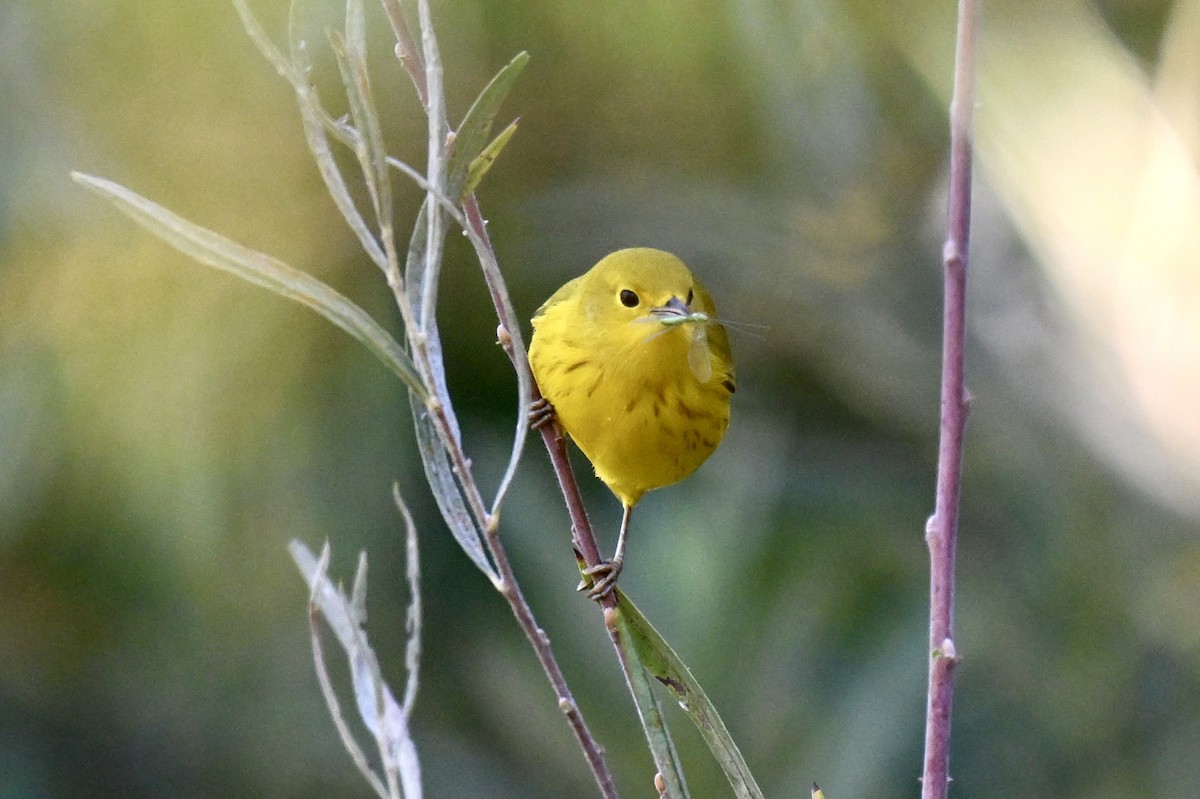 Yellow Warbler - ML641041085