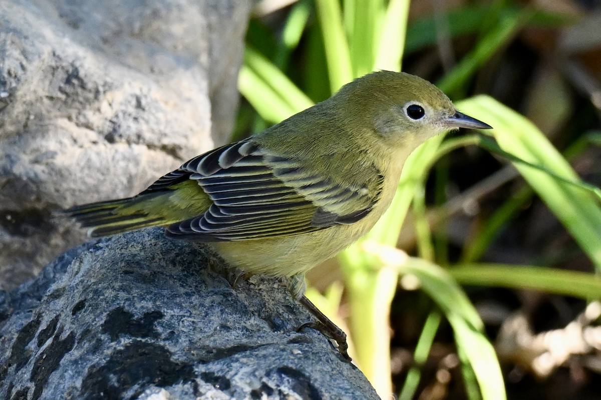 Yellow Warbler - ML641041086