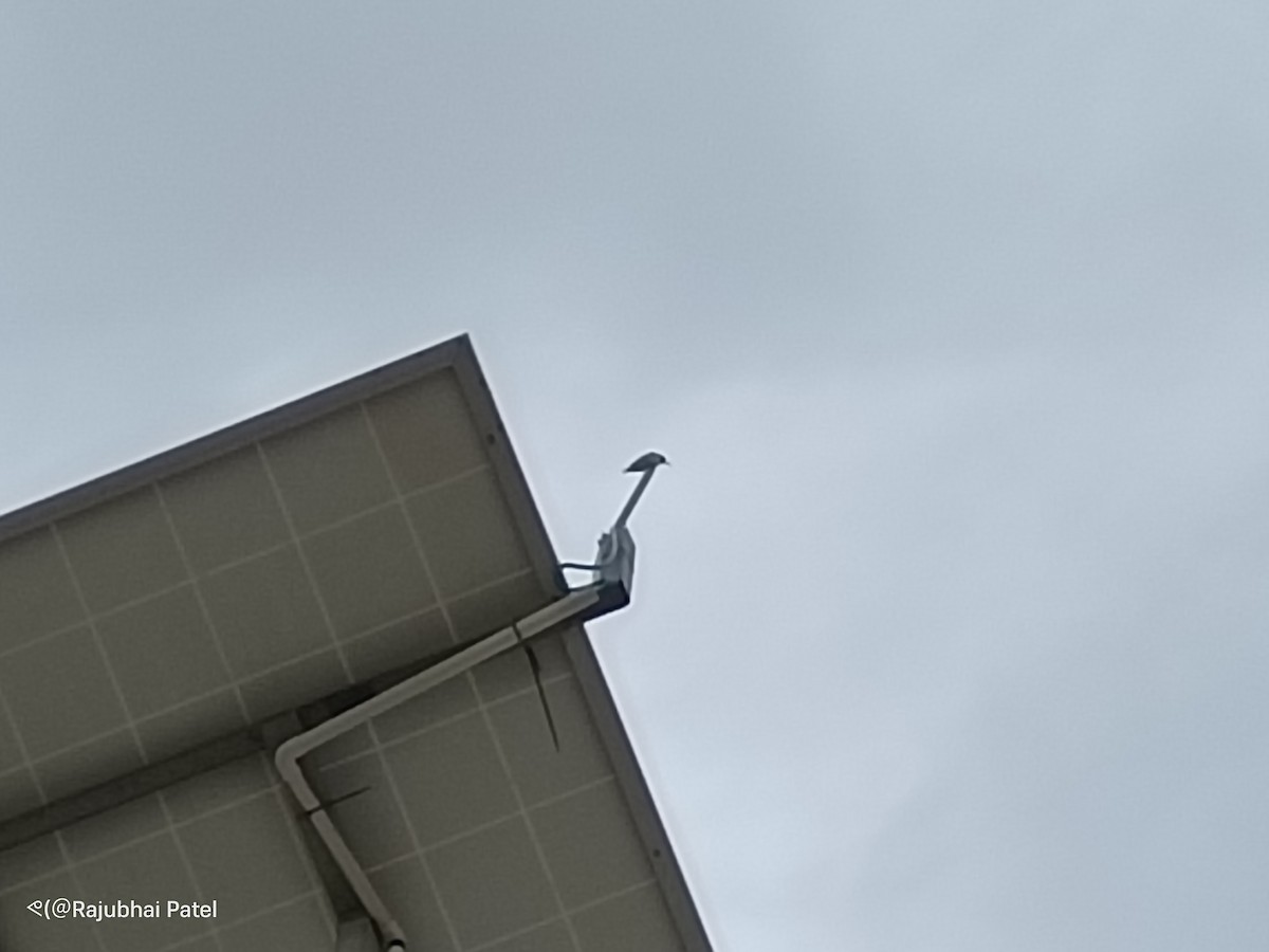 Purple-rumped Sunbird - ML641041092