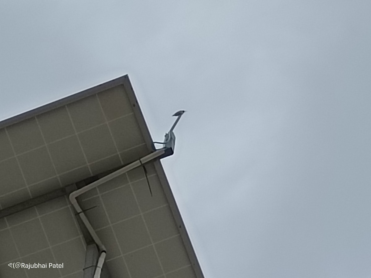 Purple-rumped Sunbird - ML641041093