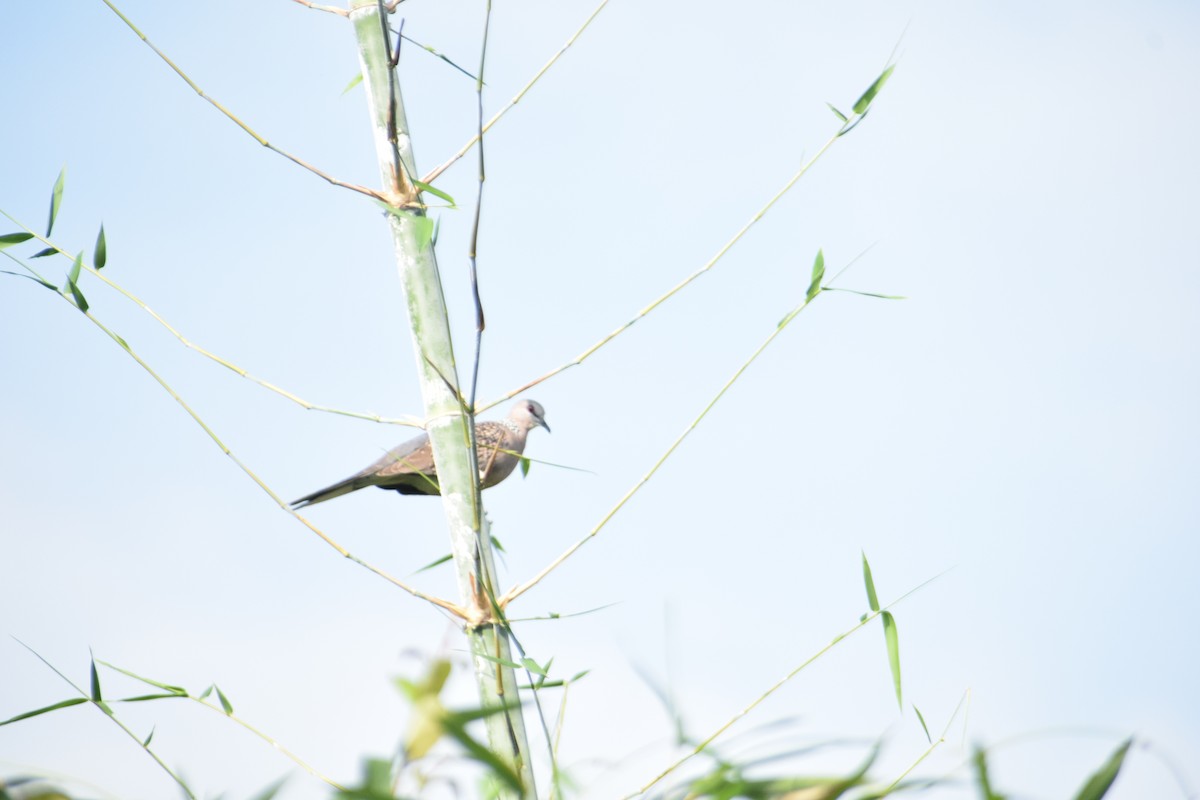 Spotted Dove - ML641041107