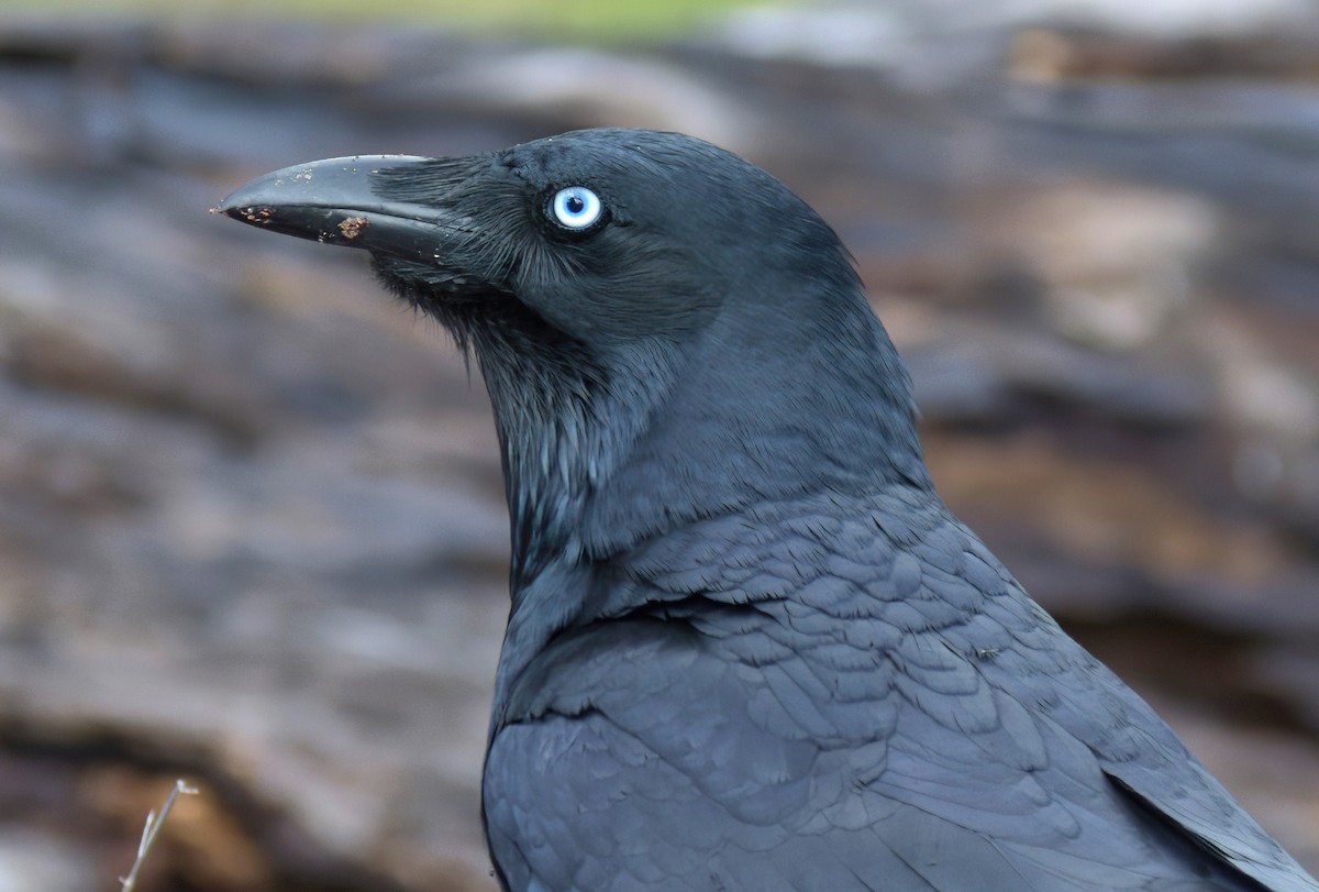 Little Raven - ML641041113