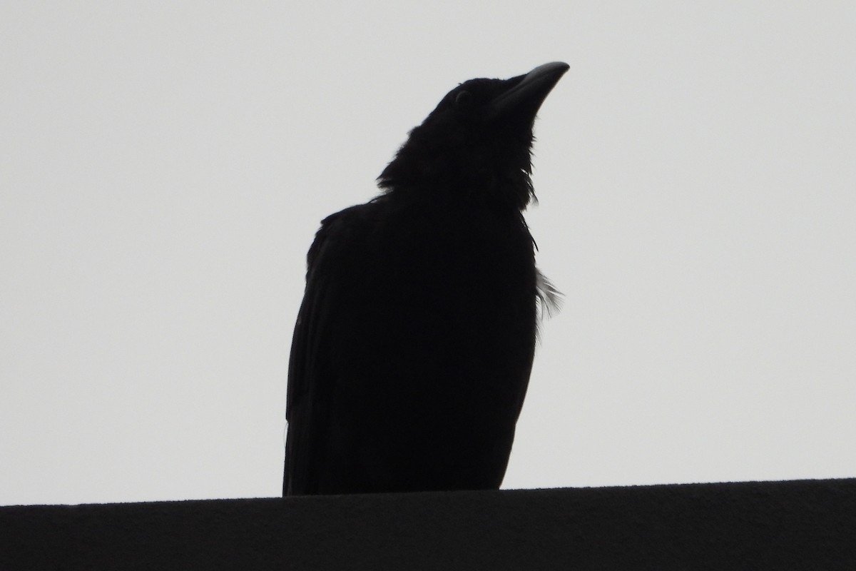 Fish Crow - ML641041116