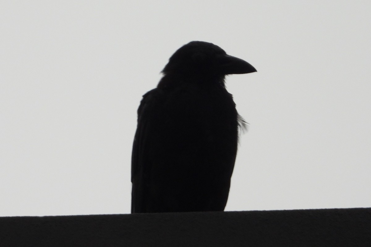 Fish Crow - ML641041117