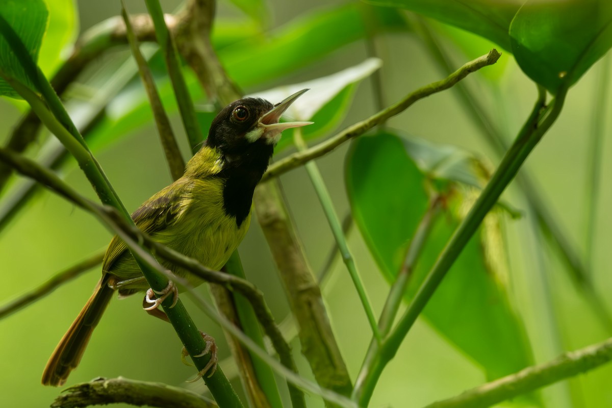 Yellow-breasted Tailorbird - ML641041124