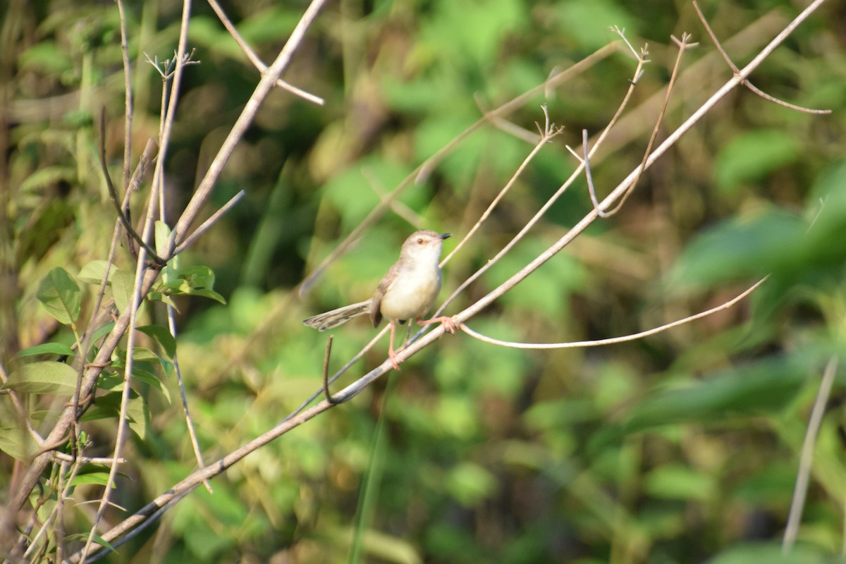 Plain Prinia - ML641041151