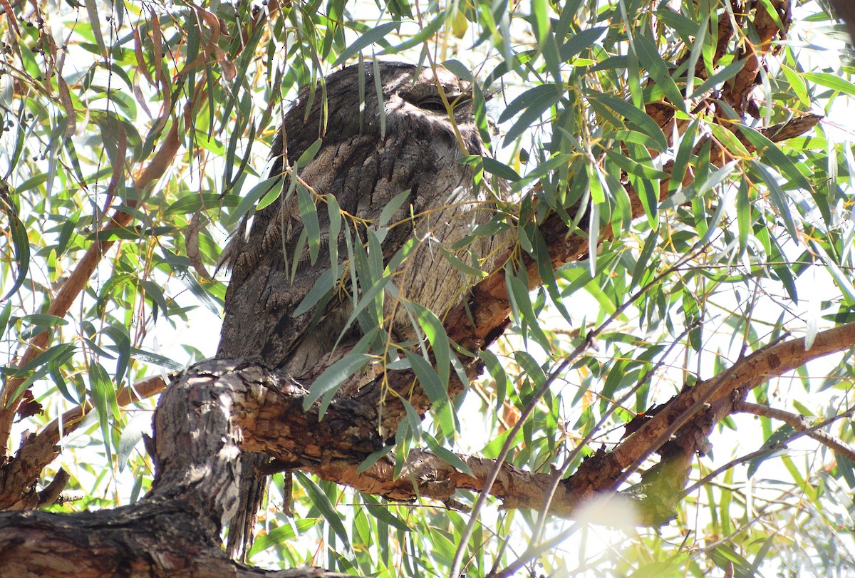 Tawny Frogmouth - ML641041164