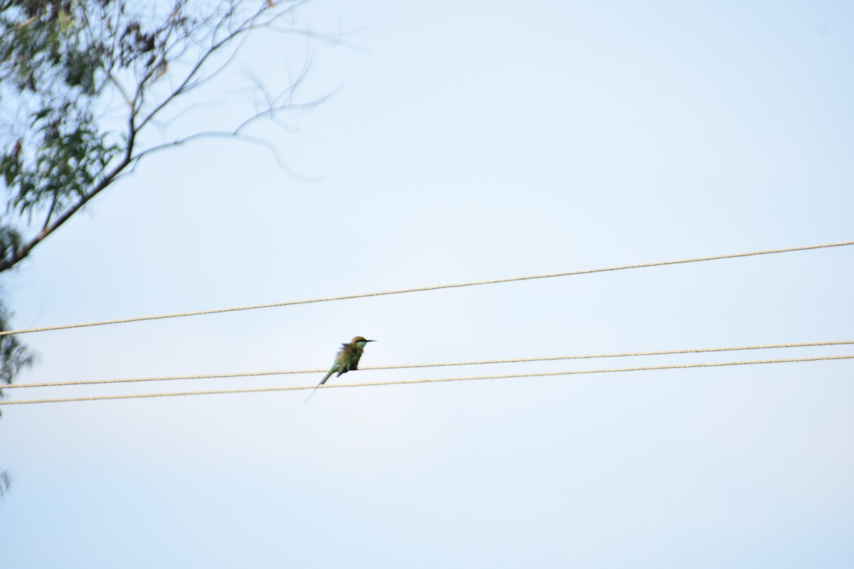 Asian Green Bee-eater - ML641041170