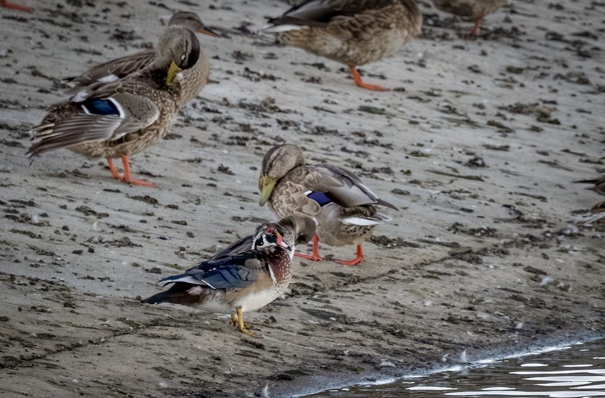 Wood Duck - ML641041186