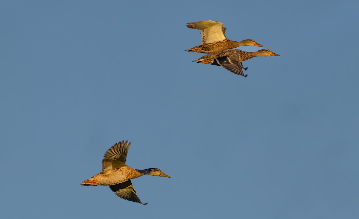 Зэрлэг нугас - ML641041202