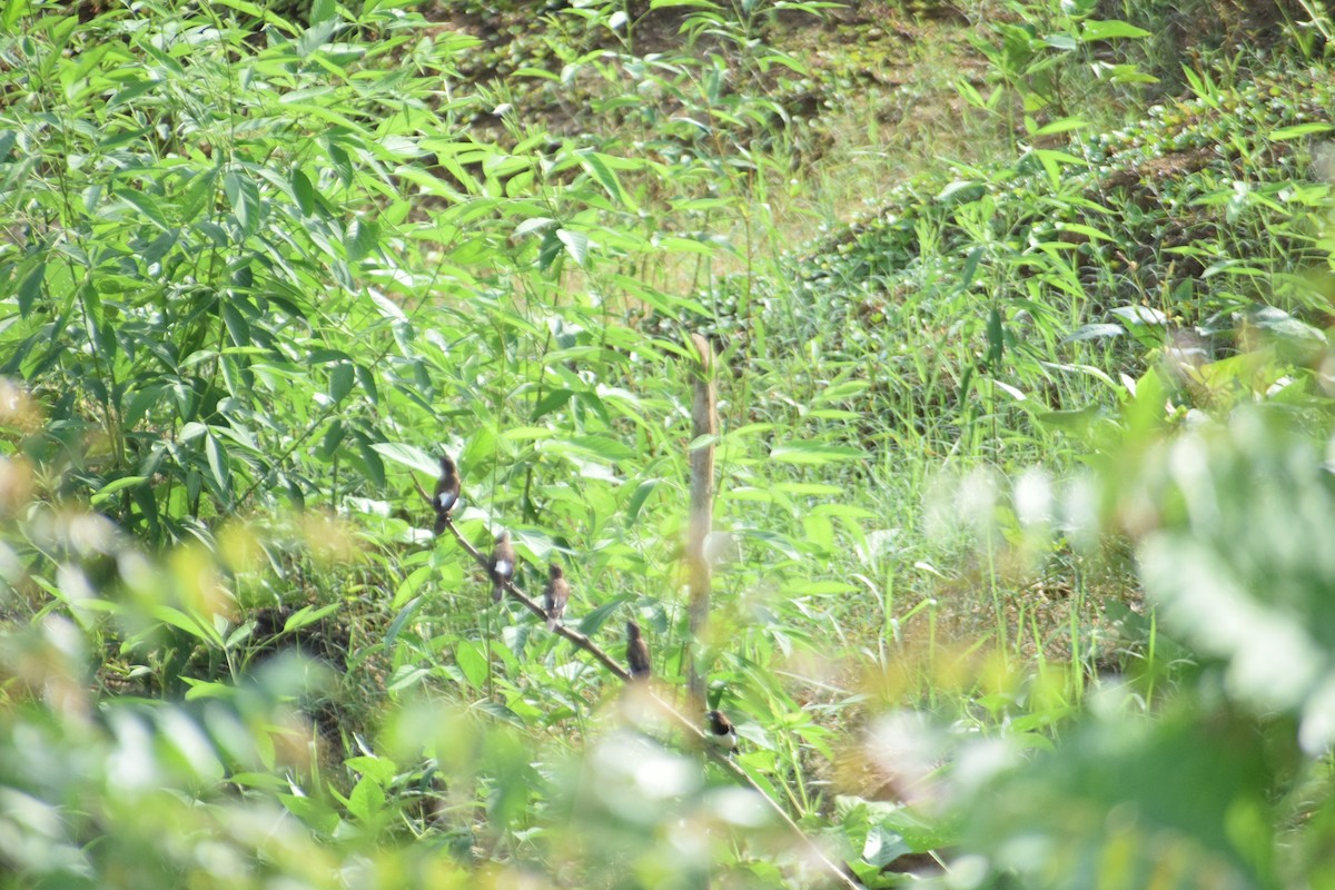 White-rumped Munia - ML641041241