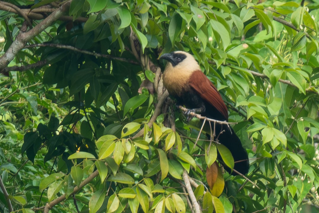 Black-faced Coucal - ML641041254