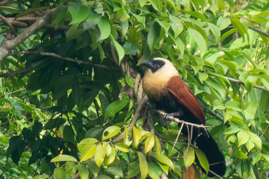 Black-faced Coucal - ML641041255