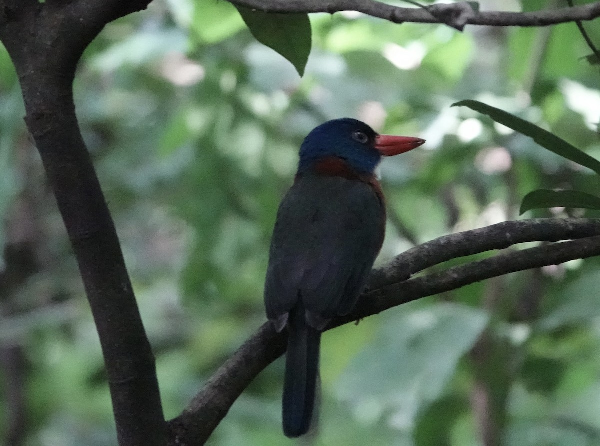 Green-backed Kingfisher - ML641041267