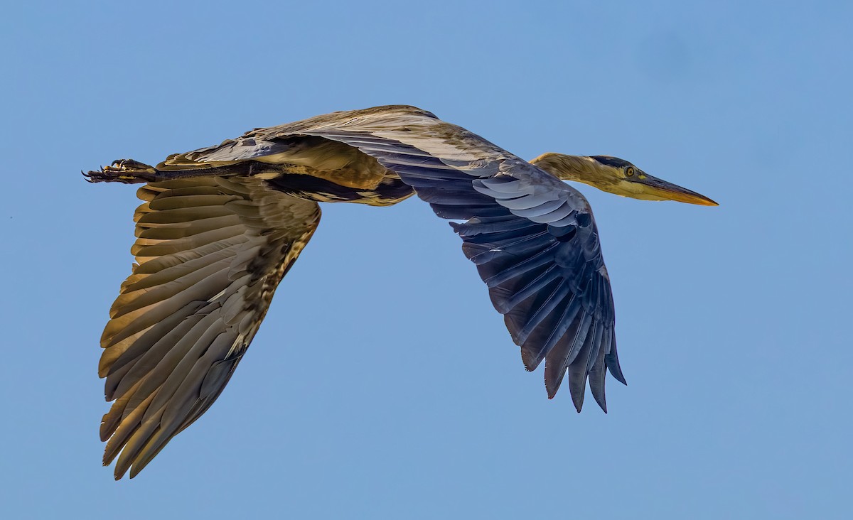 Great Blue Heron - ML641041273