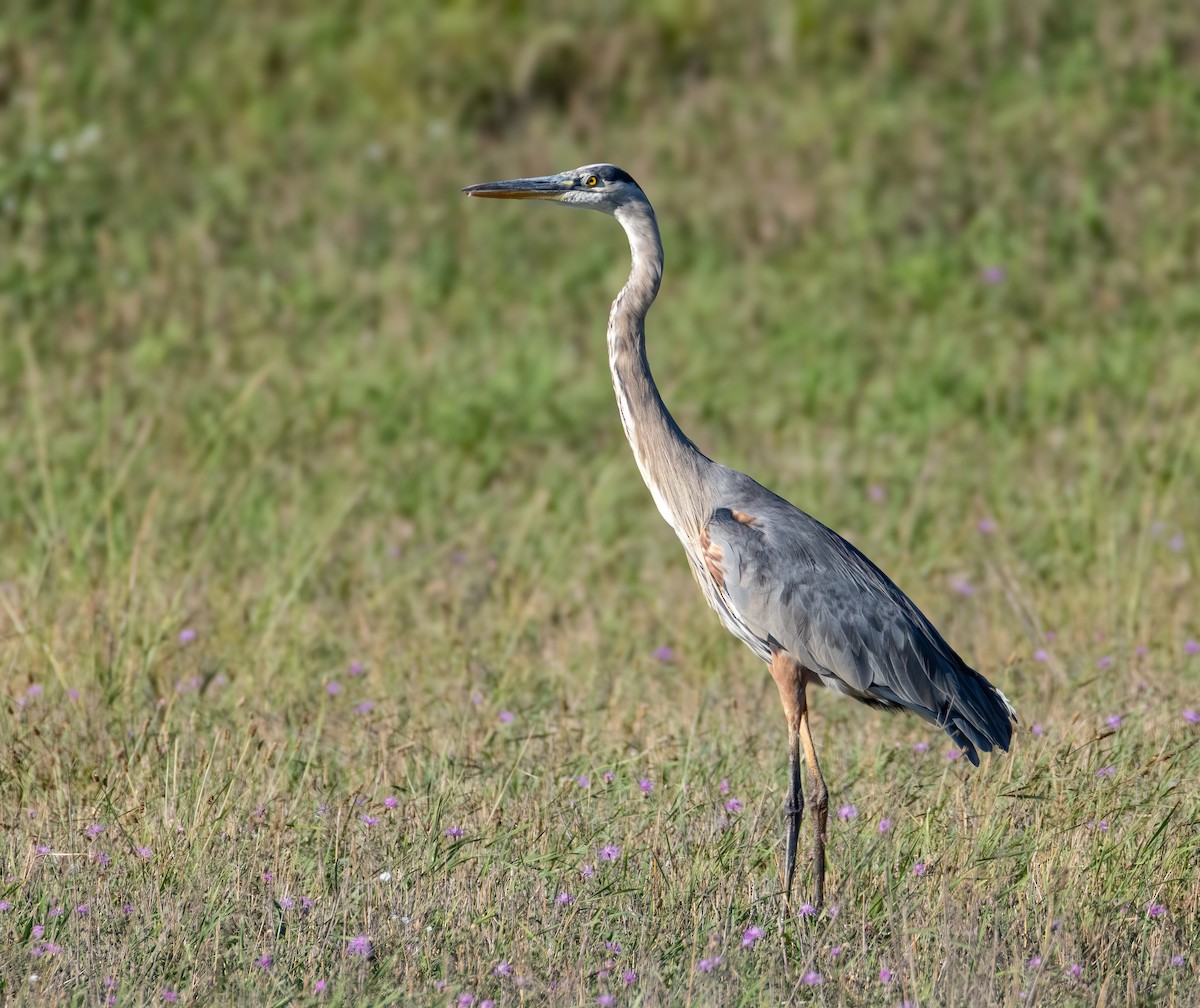 Great Blue Heron - ML641041274