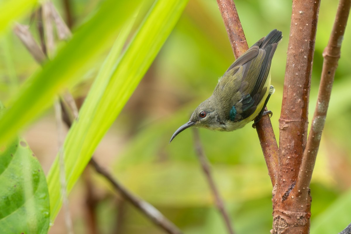Metallic-winged Sunbird (Bohol) - ML641041278