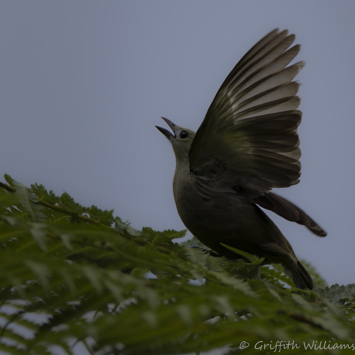 Palm Tanager - ML641041284