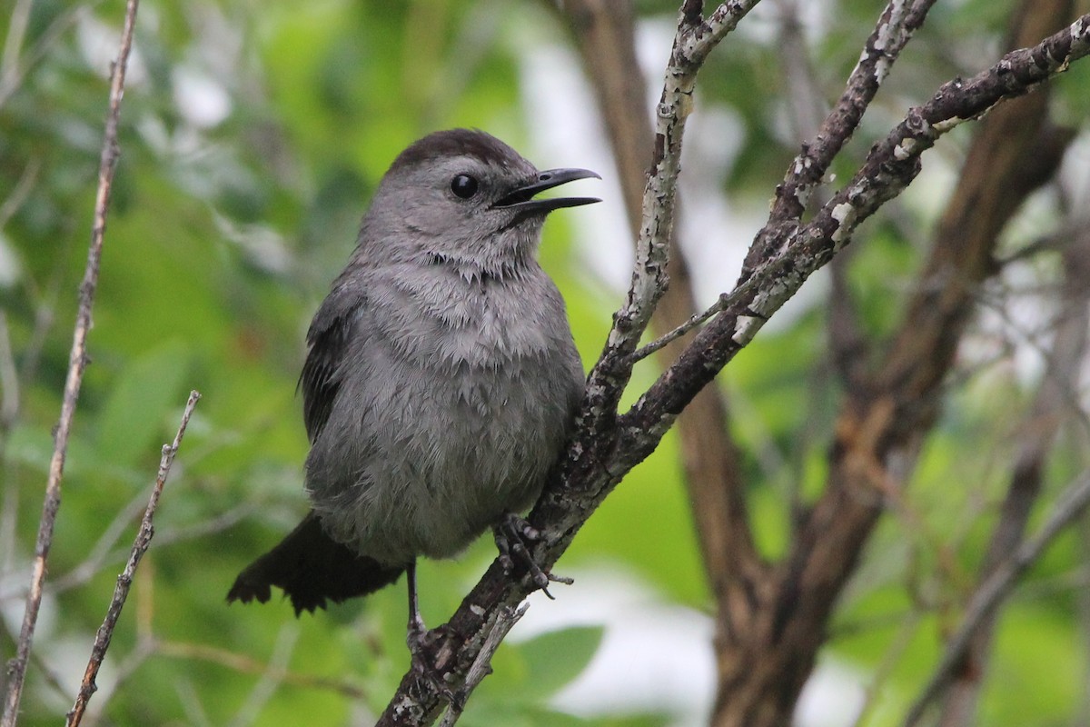 Gray Catbird - ML641041304