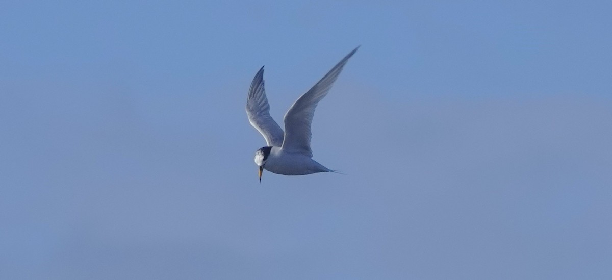 Australian Fairy Tern - ML641041312