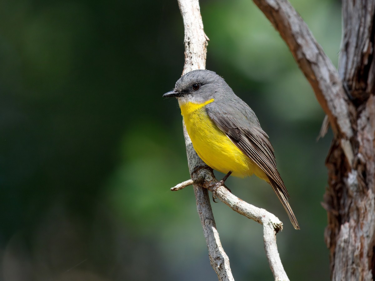 Eastern Yellow Robin - ML641041315