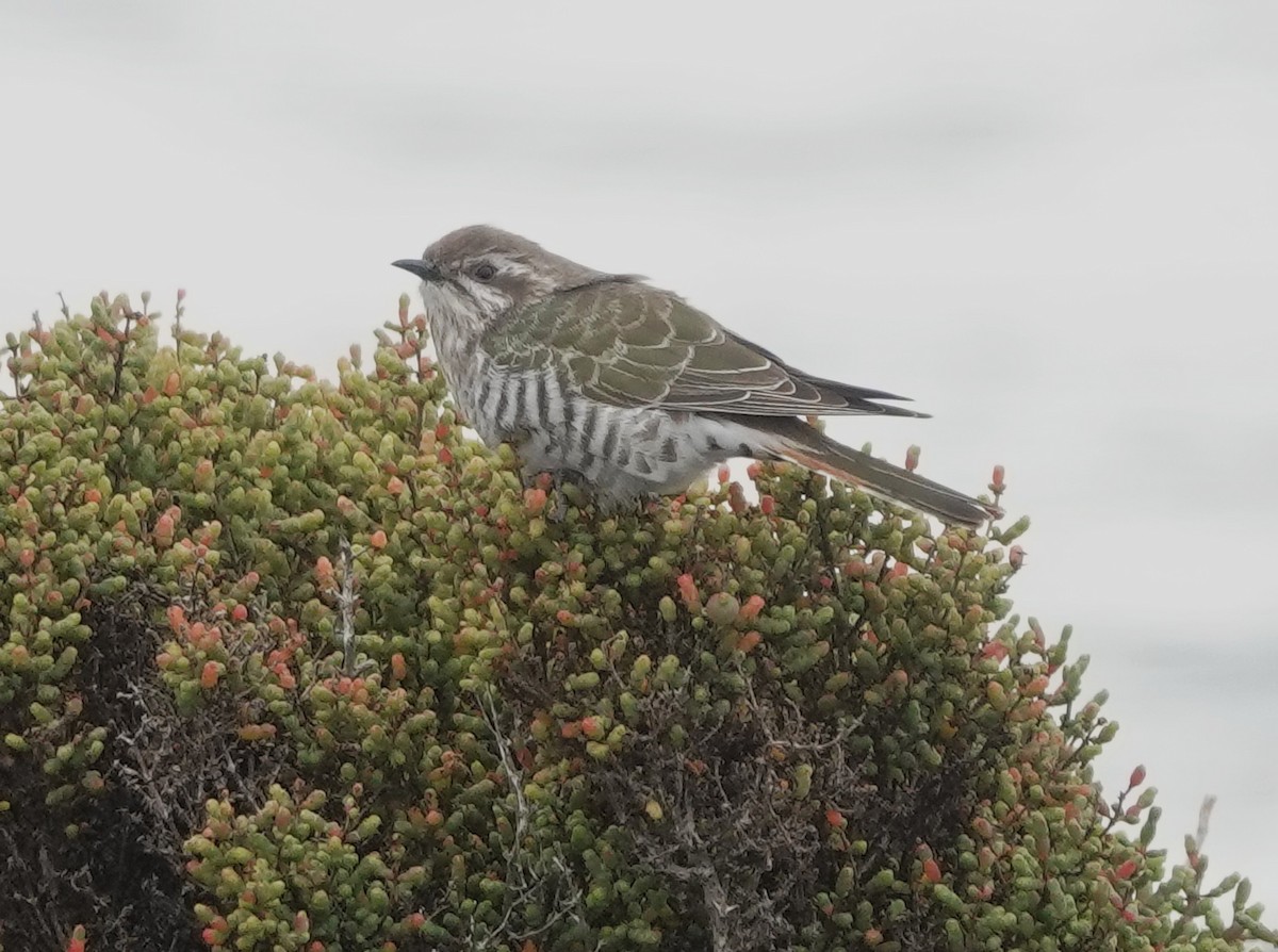 Horsfield's Bronze-Cuckoo - ML641041349