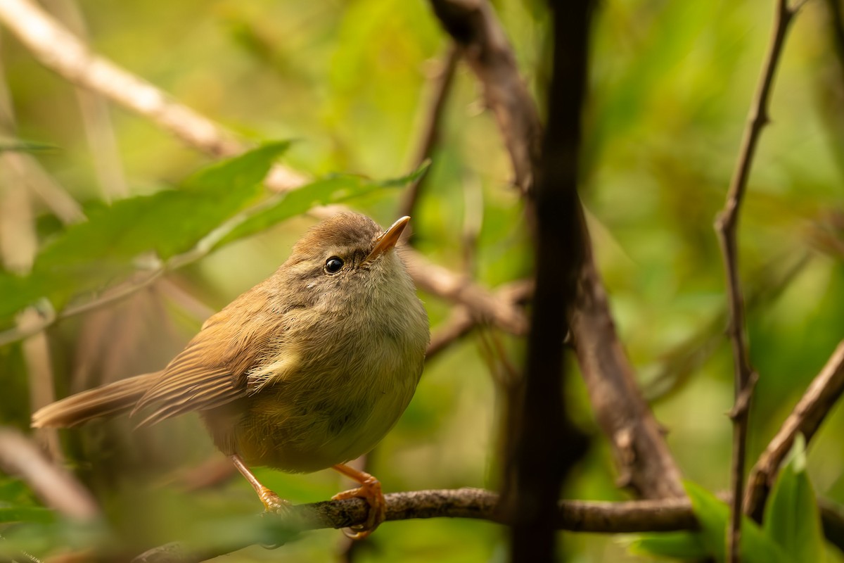 Yellowish-bellied Bush Warbler - ML641041353