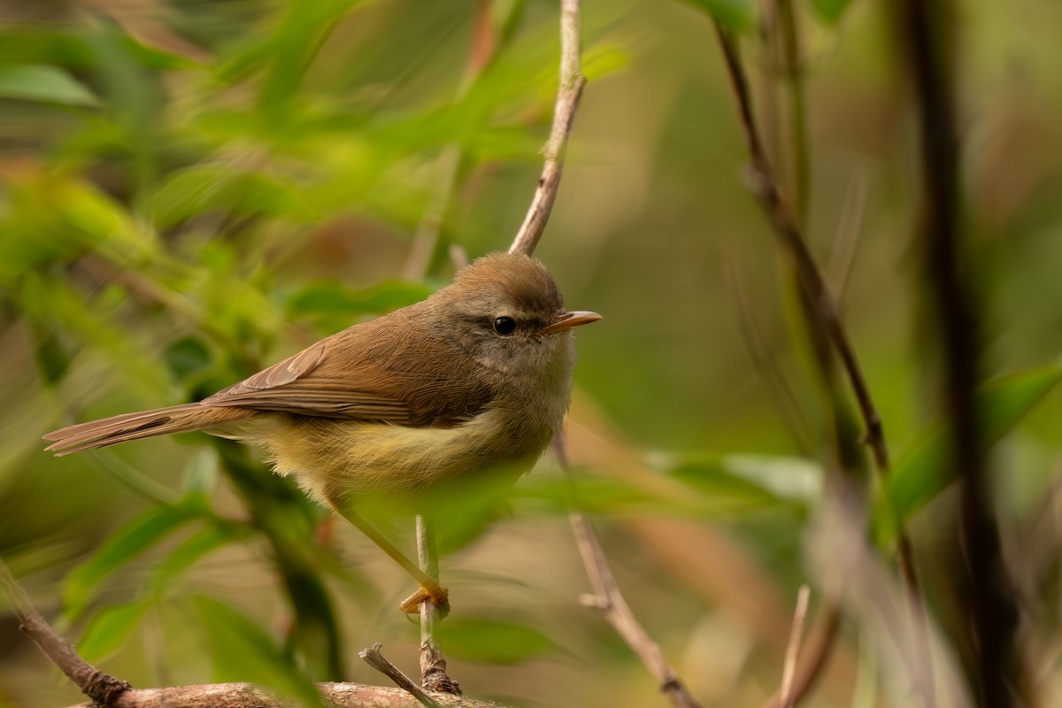 Yellowish-bellied Bush Warbler - ML641041354