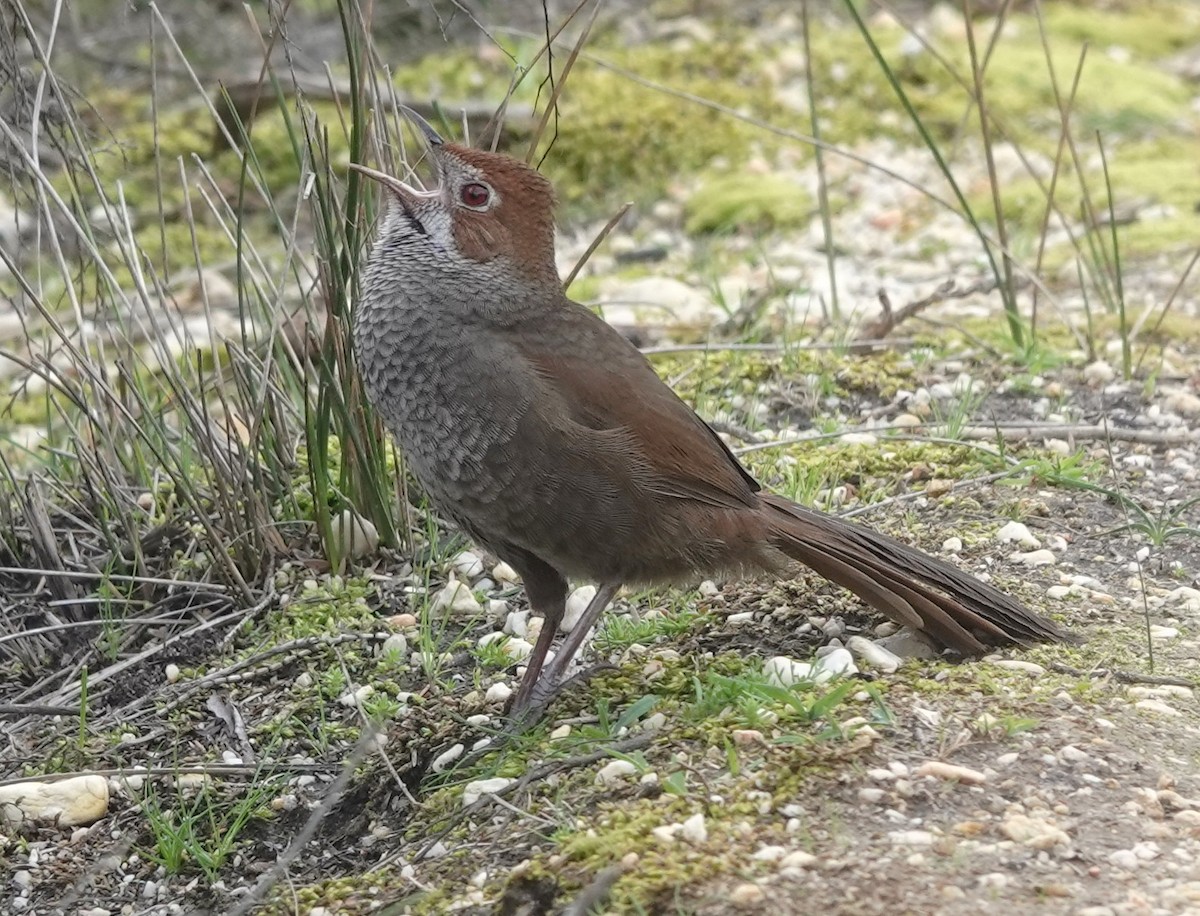 Rufous Bristlebird - ML641041360