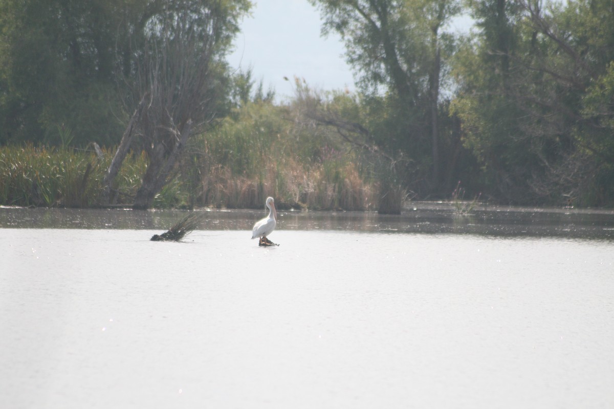 American White Pelican - ML641041363