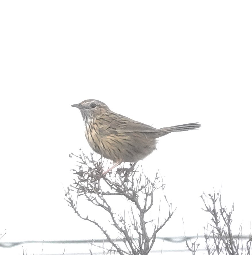 Striated Fieldwren - ML641041372