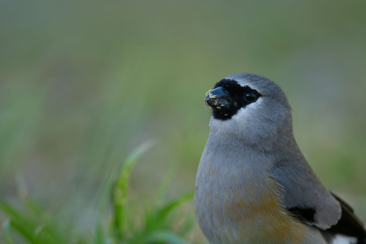 Taiwan Bullfinch - ML641041373