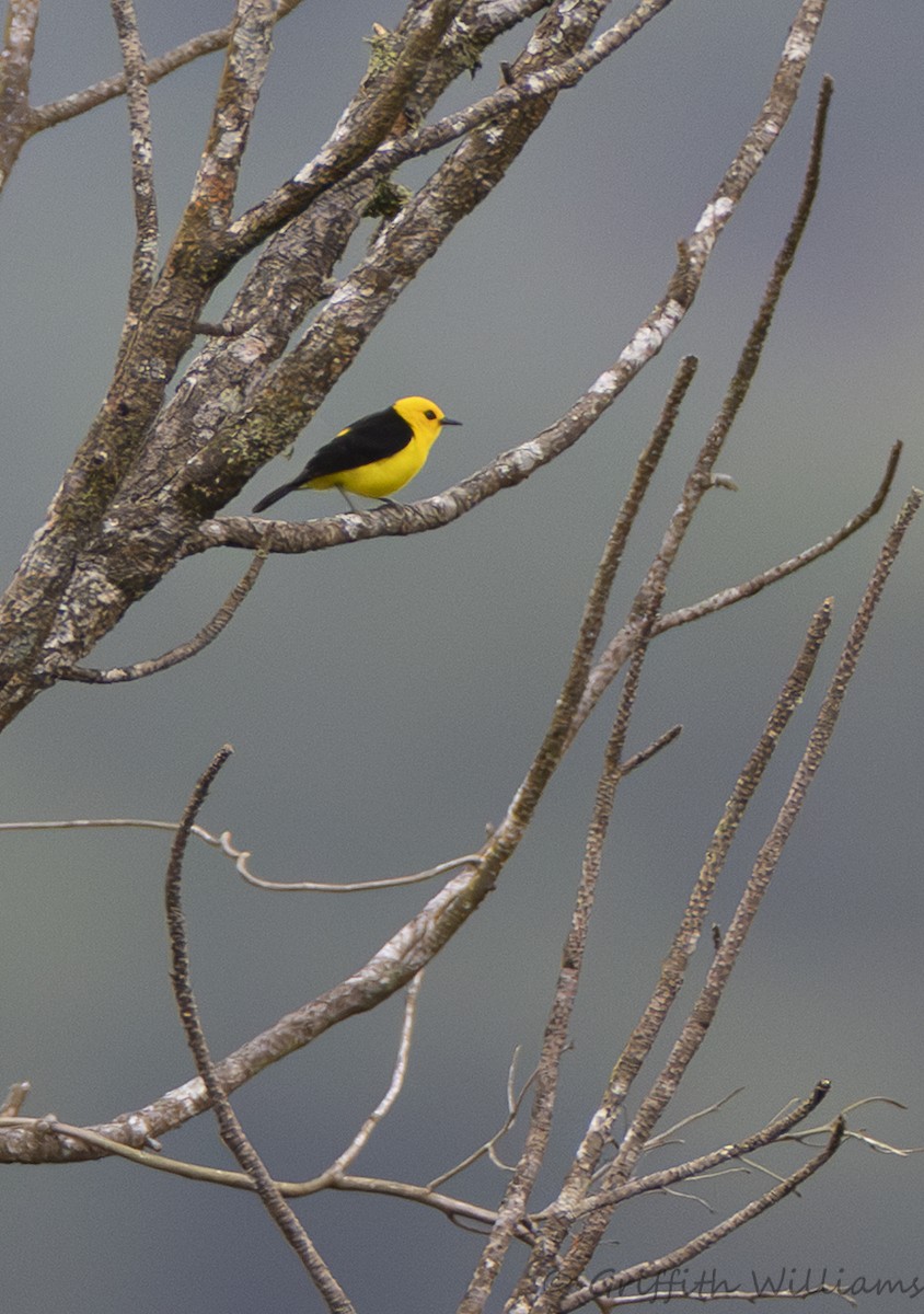 Black-and-yellow Tanager - ML641041376