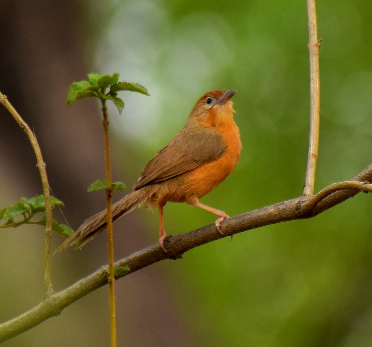 Tawny-bellied Babbler - ML641041379
