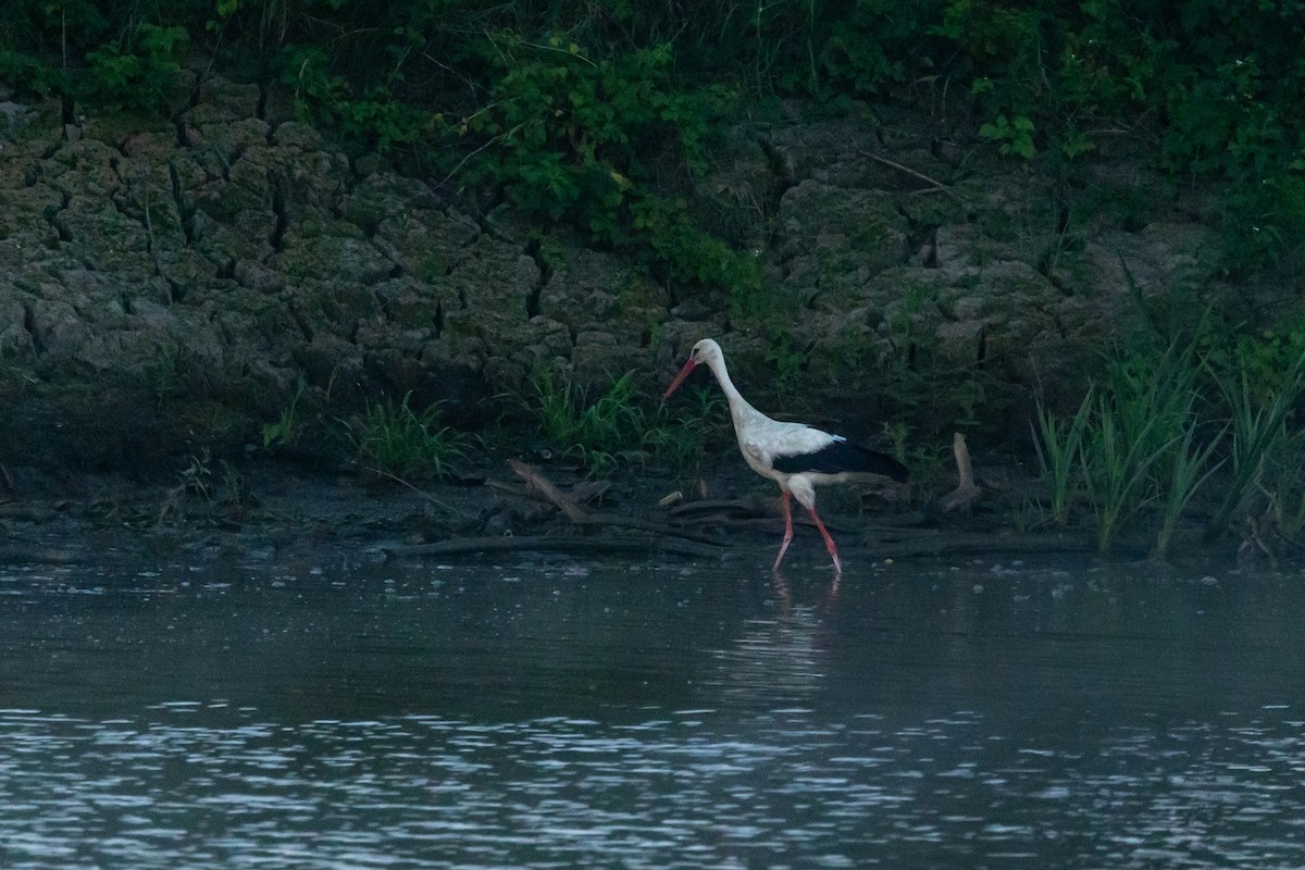 White Stork - ML641041386
