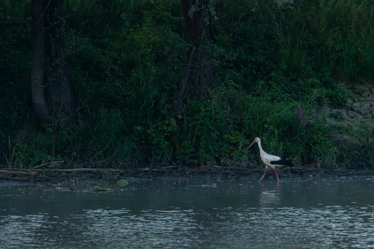 White Stork - ML641041387